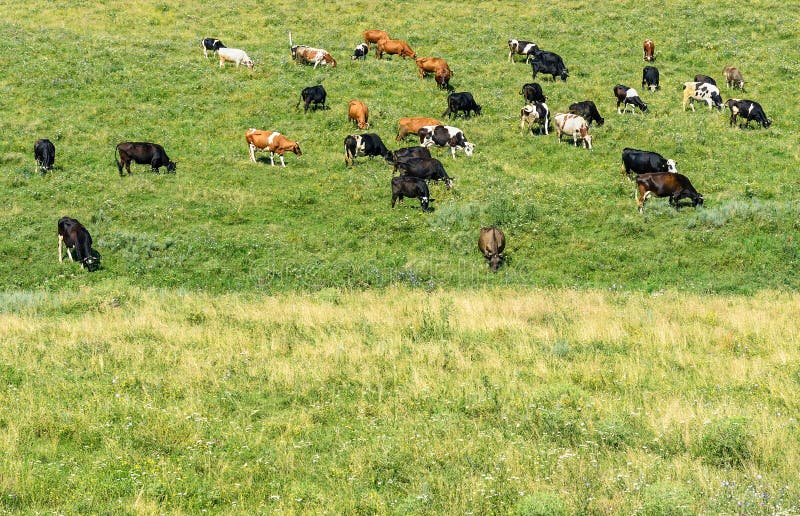 Звуки стадо коров. Корова зеленый корм. В Аттике пасутся коровы. Сколько пасётся корова. Стадо скота 4 буквы.