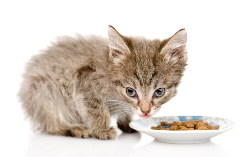 Отказ от еды у кошек