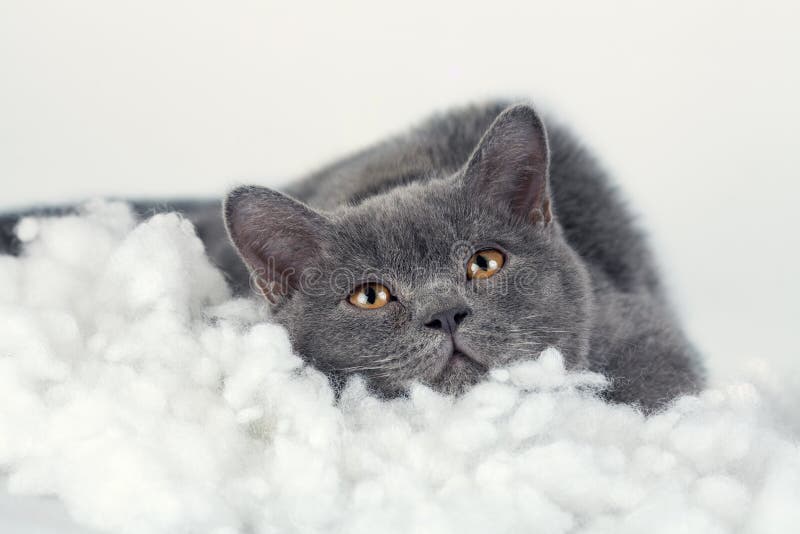 Мечтающий котенок. Котенок мечтает. Мечтающий котик фото. Кот мечтает. Кровать для кошки.