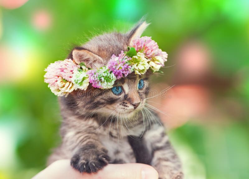 Кот с венком на голове