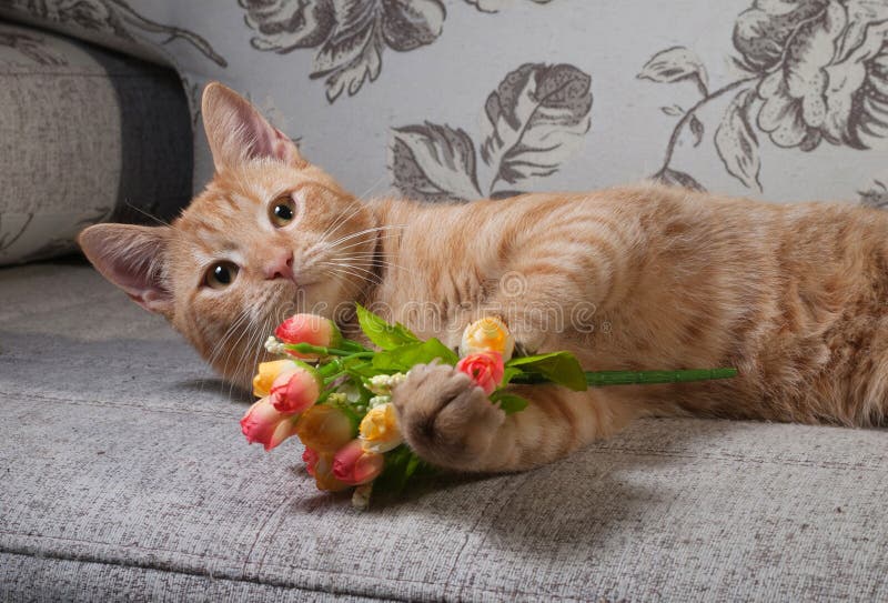 Рыжий кот с цветами