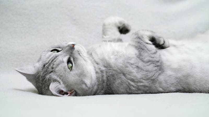 Pin by Ramatkorpe on cats 07 Silly cats, Munchkin kitten, Cat memes