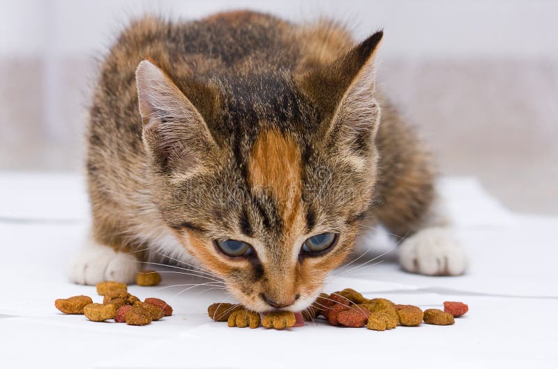 Можно котам орехи. Кот ест крекер. Фото кошачьей еды. Котик кушает киви. Обслуга кота.
