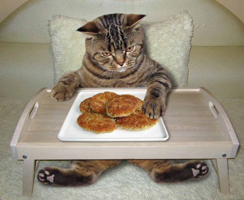 Кот ест зажаренные котлеты от подноса кровати Стоковое Изображение -  изображение насчитывающей : 151669337