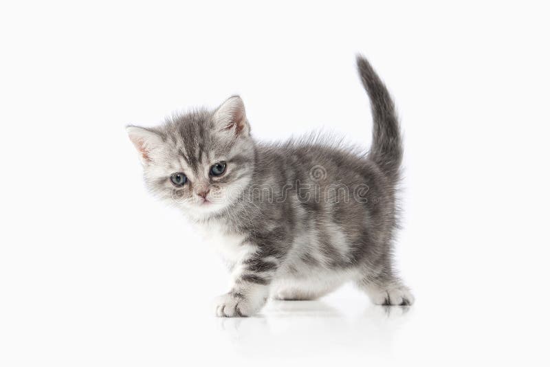 Малый серебряный великобританский котенок в чашке Стоковое Изображение - изображение насчитывающей пункт, кошачий: 26450483