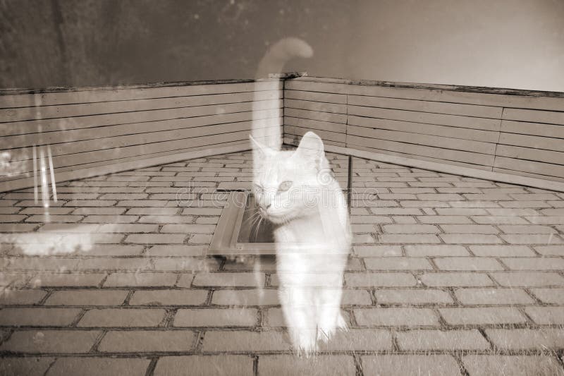 Призрак кот