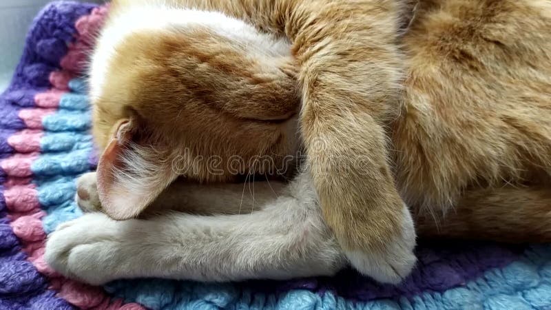 Кот спит и дышит глубоко. Имбирь красивый спит котенок, прикрывая нос  лапой. Кот покрывает его видеоматериал - Видео насчитывающей пушисто,  красивейшее: 208748354