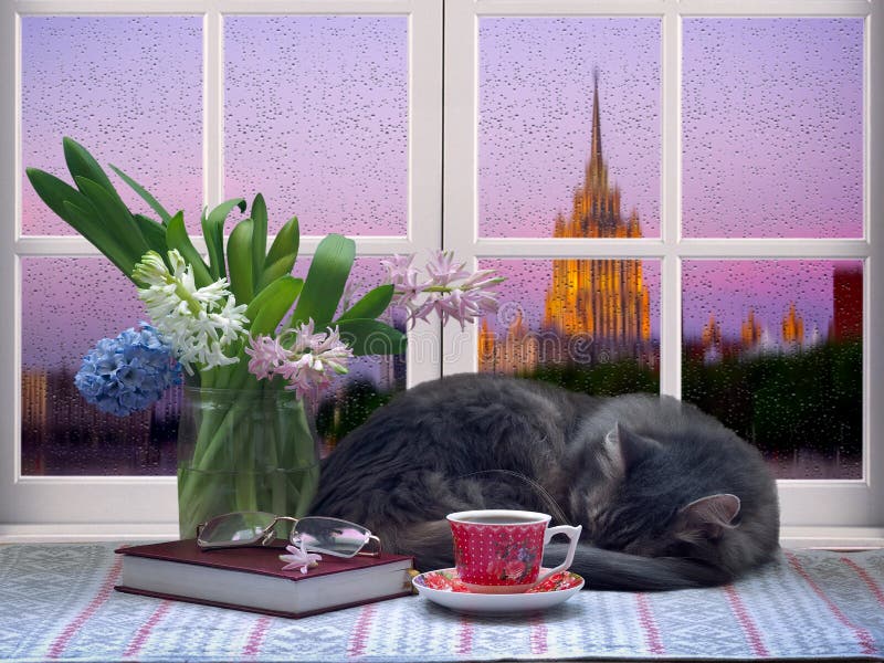 Кот спит у окна. Чашка с чаем или кофе, напитки, книга букет цветов. За пределами города дождевой воды