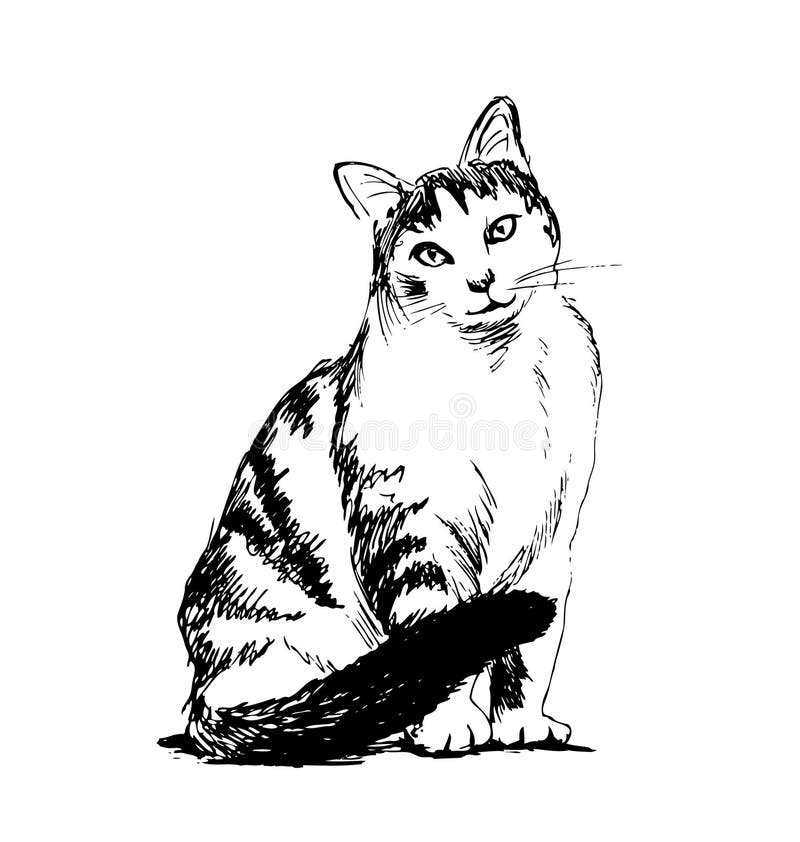 Рисунок кот сидит