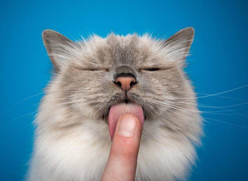 Печенье кошачий язык