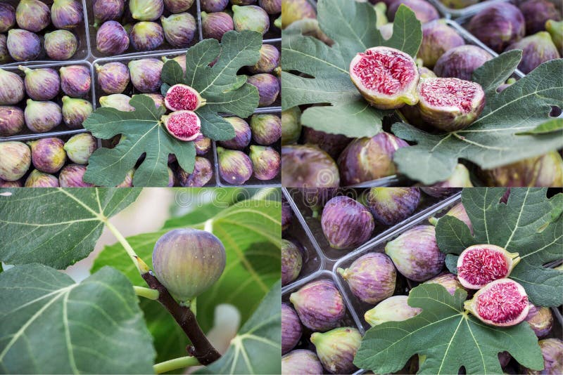 Коллаж зрелых и растущих плодоовощей смоквы стоковые фотографии rf.