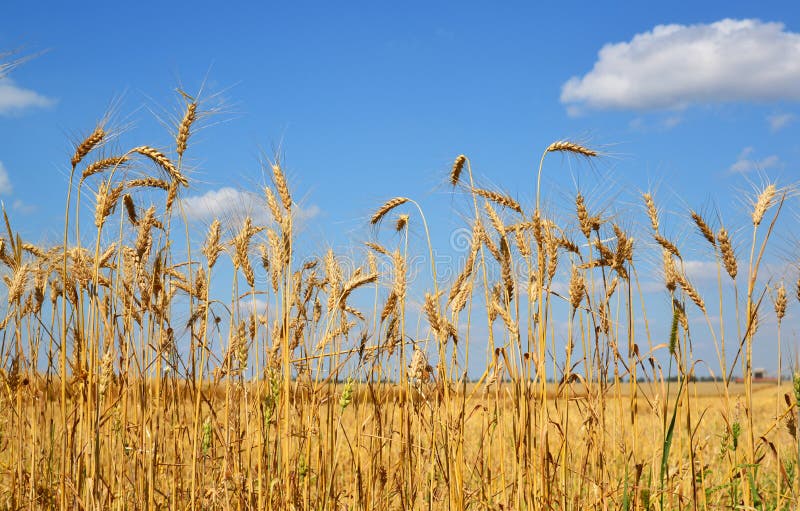 OpenFarm