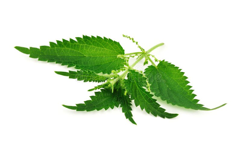 Крапива картинка для детей на прозрачном фоне