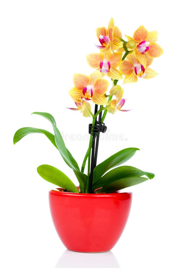 Желтая орхидея в горшке. Красная Орхидея в горшке. Красный фаленопсис горшке. Делтая Орхидея с оранжевым губами.
