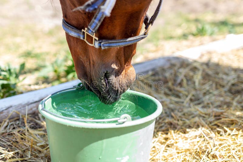 Лошадь пила воду. Лошадь пьет воду. Лошадь пьет. Лошади от жажды. Лошади в воде.
