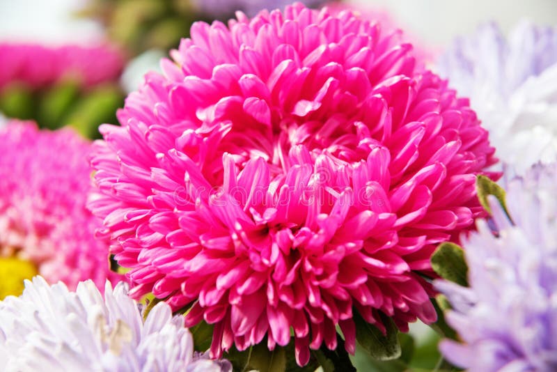 Астра Pink Bouquet