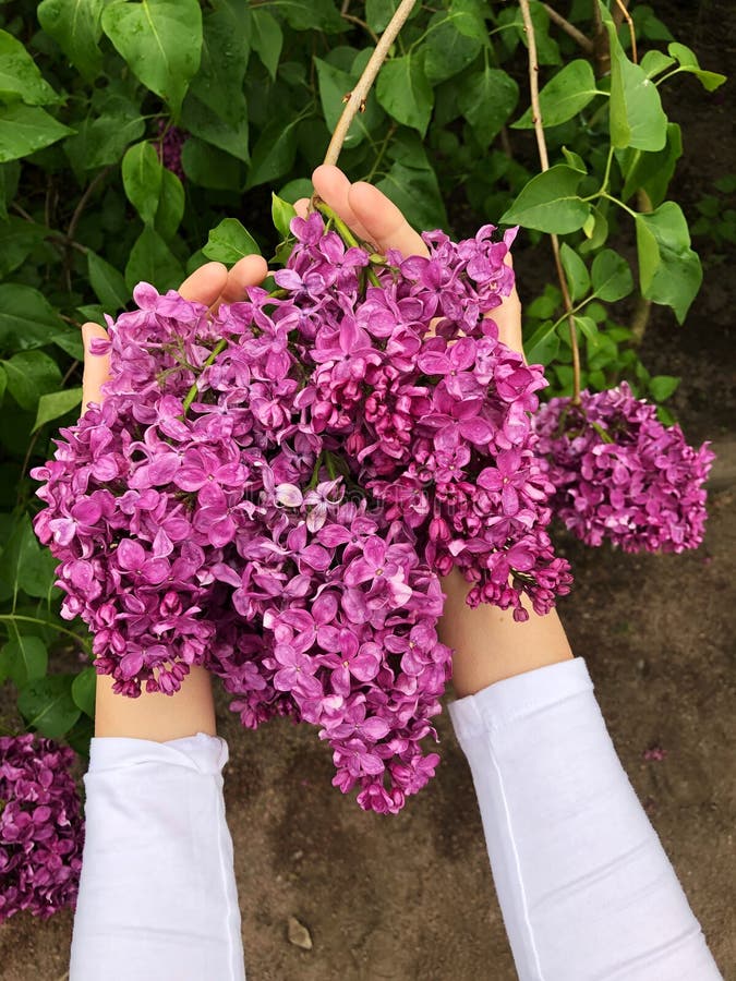Сирень в руках у девушки