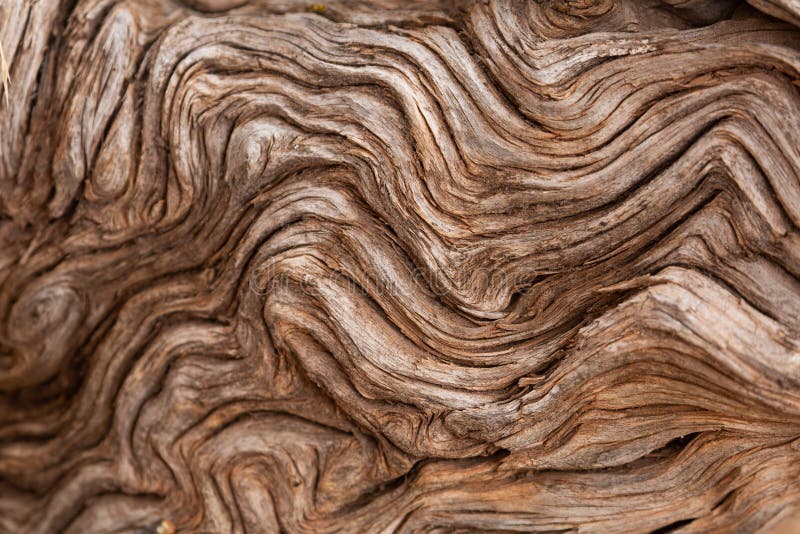 Красивая текстура в Gnarled листке дерева Стоковое Фото - изображение  насчитывающей естественно, линии: 211115820