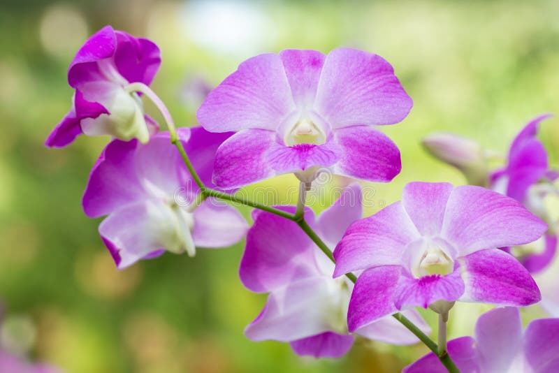 Дендробиум Purple Rose