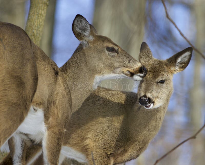 Олени любовь. Олени любовь. Картина олени. Олень с олененком. Deer love.