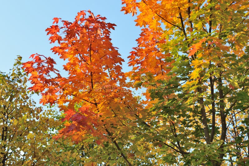 Деревья Осенью Фото Красивые