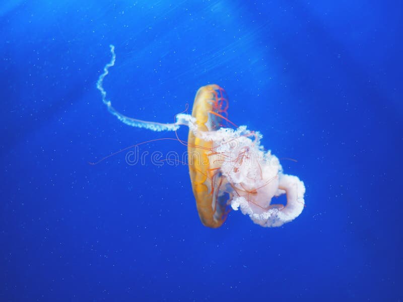 Chrysaora fuscescens