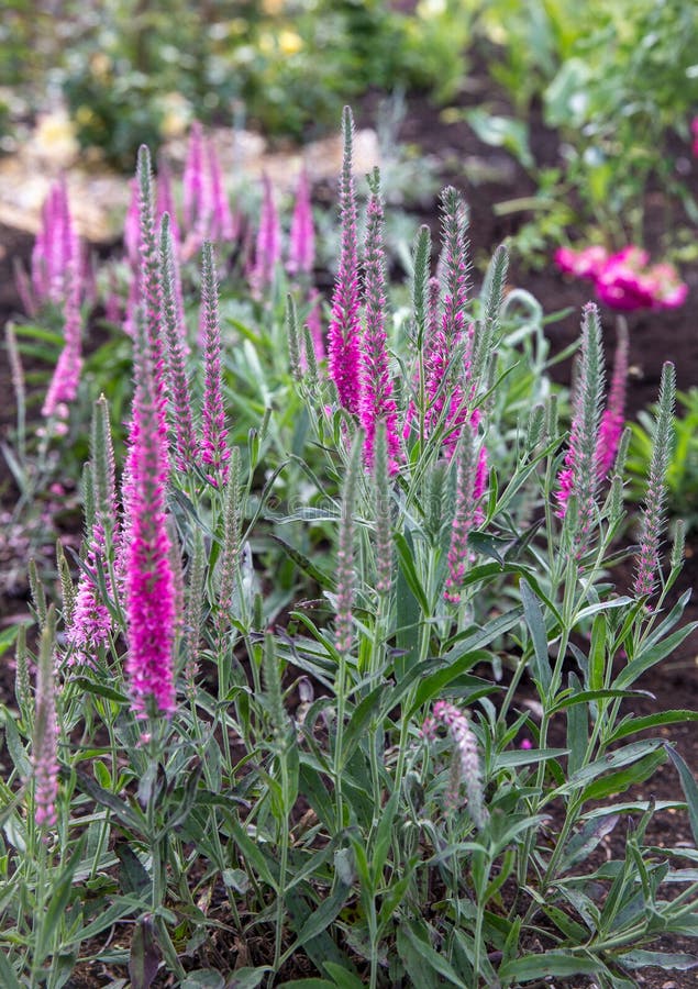 Шалфей Salvia Bumbleberry