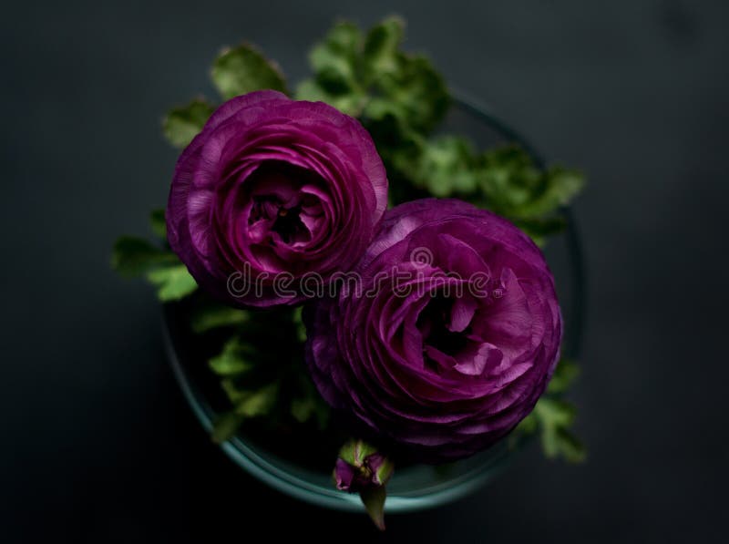 Ранункулюс Пурпл Purple