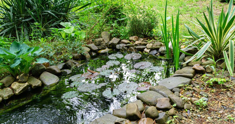 Красивый маленький садовый пруд с каменными берегами и множеством  декоративных вечных зелени, которые появляются после дождя Стоковое Фото -  изображение насчитывающей лилия, экземпляр: 158276162