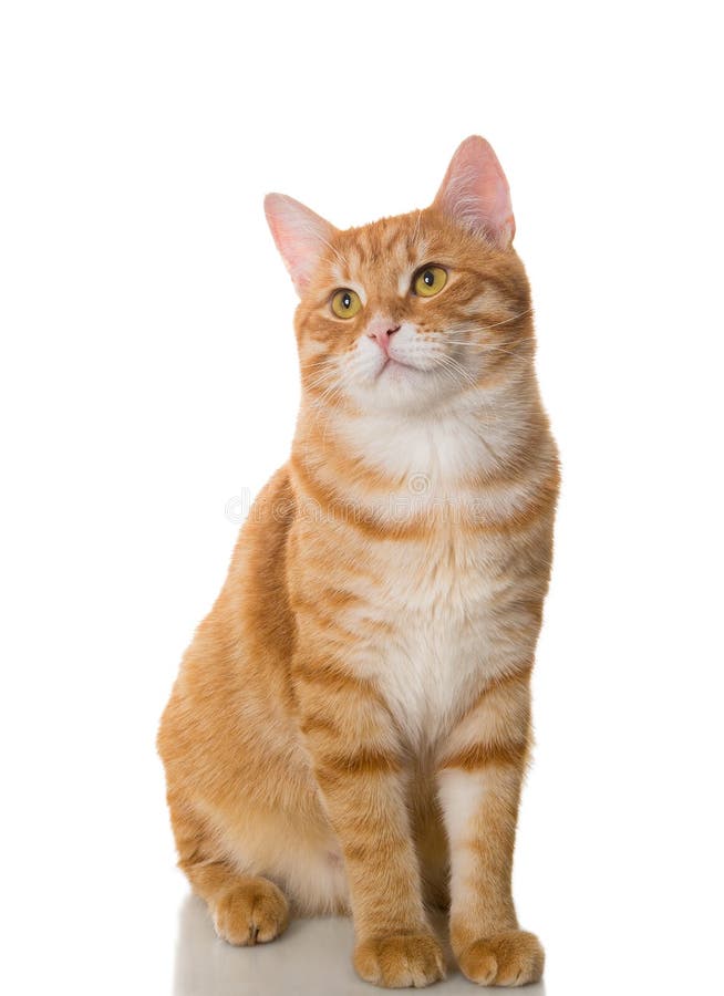 Красивый оранжевый кот стоковое фото. изображение насчитывающей красно -  45377364