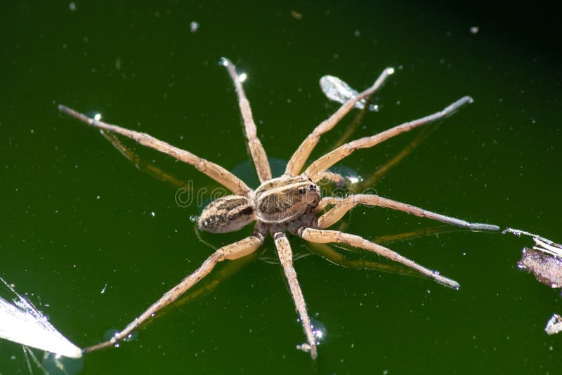 Красивый паук, плавающий на воде с длинными ногами Стоковое Изображение -  изображение насчитывающей глаза, восточно: 255980277