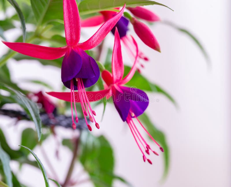 Фуксия Magenta Purple