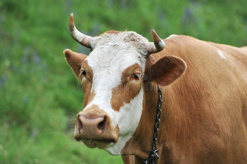 Год красной коровы. Корова привязана к рогам.