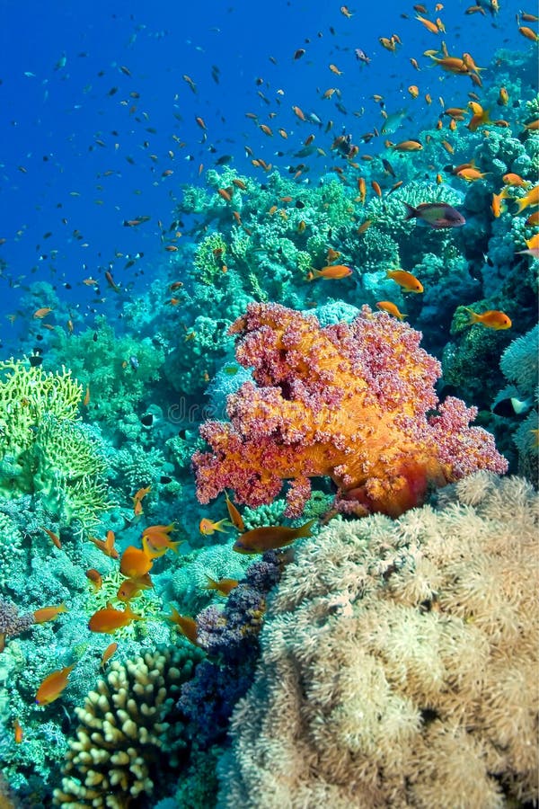 Египет Море Фото Под Водой Египет Море Фото Под Водой