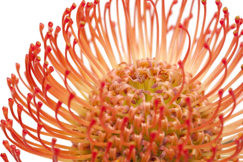 Pincushion Protea С†РІРµС‚РѕРє