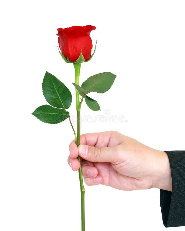 Сколько держатся розы. Цветок на руку.. Рука держит розу.