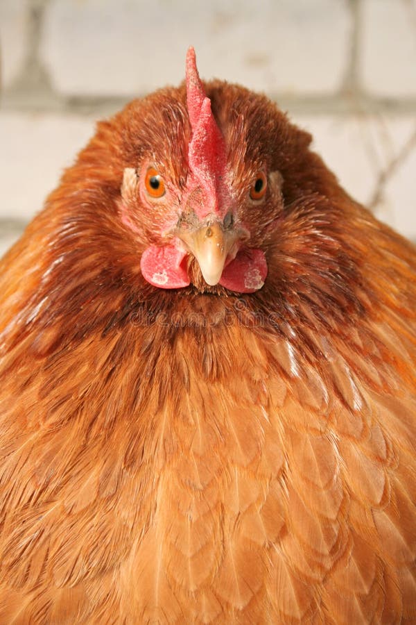 красный цвет цыпленка с волосами Стоковое Изображение - изображение  насчитывающей цыпленок, курица: 554759