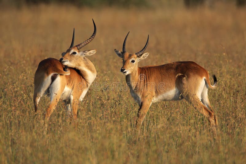 иллюстрации. красный цвет lechwe антилоп. 