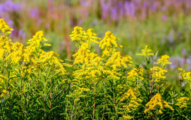 Dark Goldenrod С†РІРµС‚