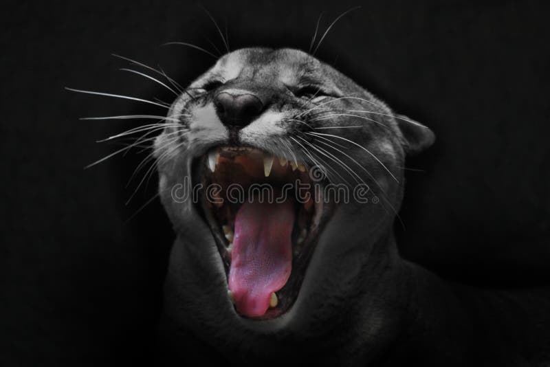 Звук криков котов. Puma concolor discolor. Крик котика.