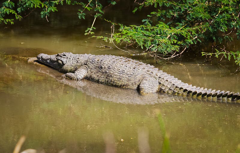 Nile Crocodile interesting facts.