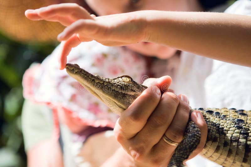 Ребенок держит змею. Чучело сиамского крокодила. Семейка крокодилов. Крокодиловая семья картинка для детей.