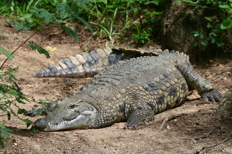Игра крокодилы на болоте. Нильский крокодил маленький. Крокодилий пруд. Нильский крокодил краткое сообщение.