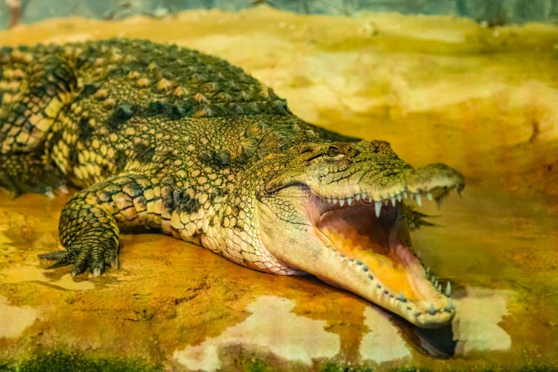 Крокодилы открывают рот. Крокодил с раскрытой пастью. Крокодил с открытым ртом. Крокодил открыл рот. Крокодил с открытой пастью.