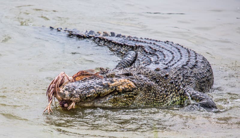 Крокодилы в соленой воде. Гребнистый крокодил клетка смерти. Гребнистый крокодил грязь. Живут ли крокодилы в соленой воде.