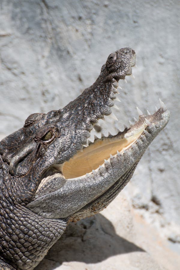 Крокодилы открывают рот. Крокодил открыл рот. Крокодил с раскрытой пастью. Челюсть крокодила. Крокодил с открытым ртом.