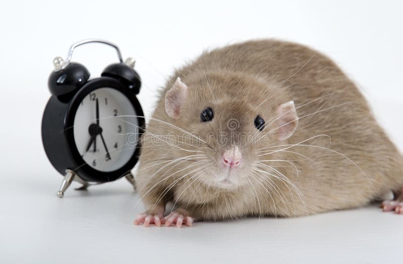 Писк мышей звук. Звук писк мышки цыпленка. Mouse Clock.