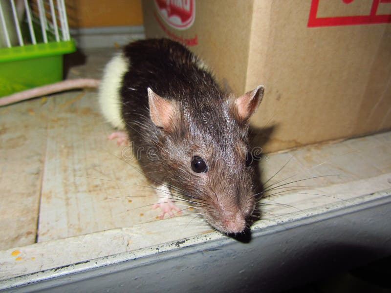 Крыса лариса картинки