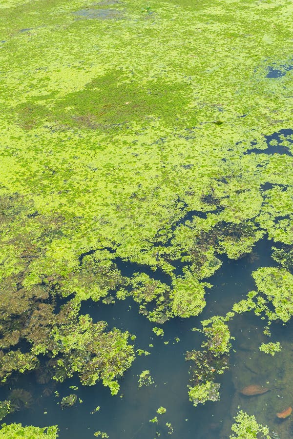 Болотные водоросли. Водоросли в болоте. Зеленое болото. Водоросли в болотистой речке.