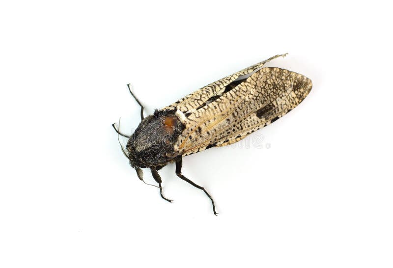 Крыло насекомого белое изолированное на белой предпосылке Стоковое